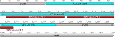 The Orphan Cytokine Receptor CRLF3 Emerged With the Origin of the Nervous System and Is a Neuroprotective Erythropoietin Receptor in Locusts